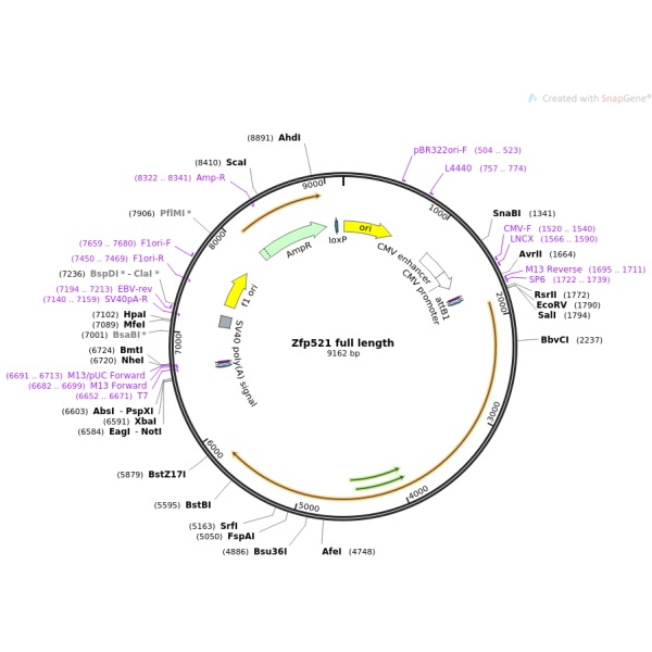 pBluescriptR-ME3(2同义突变3点突变)人源基因模板质粒