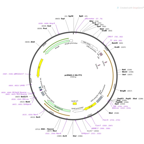 pCDNA3.1-3×HA-MAVS人源基因质粒