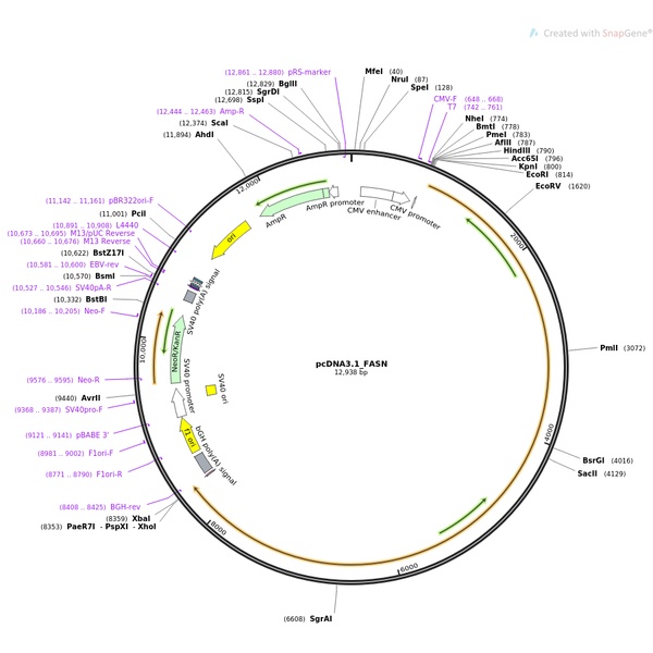 pCDNA3.0-HA-IGHG1人源基因质粒