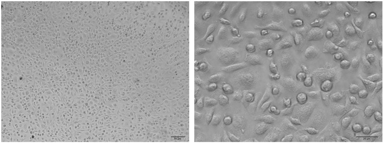 大鼠脑星形胶质细胞