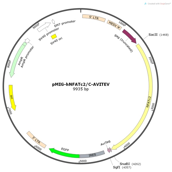 pMIG-hNFATc2人源基因质粒