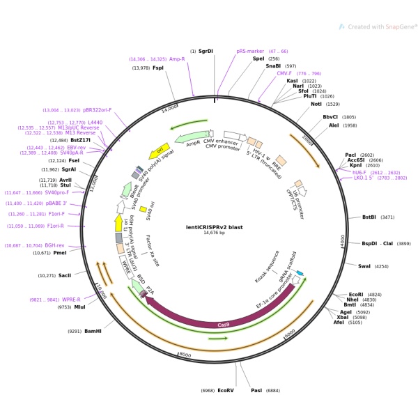 LentiCRISPRV2-SQSTM1sgRNA1人源基因引导质粒