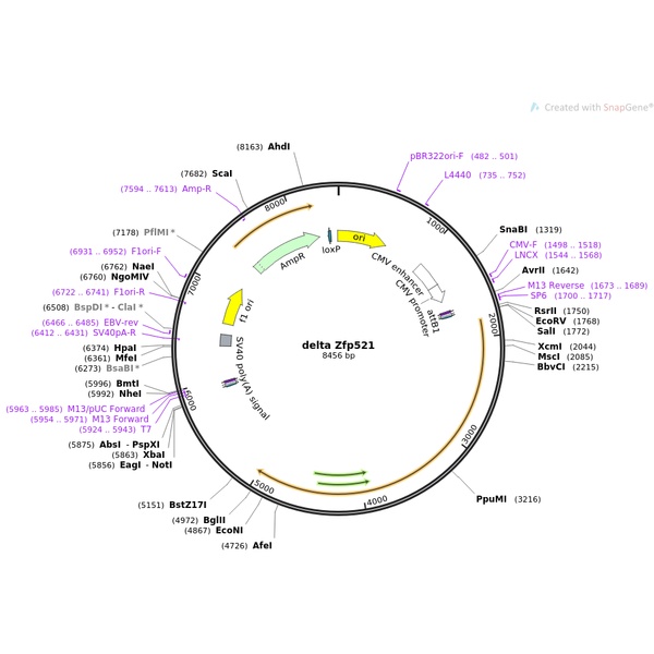 pBluescriptR-FAM84A(1同义突变1点突变)人源基因模板质粒