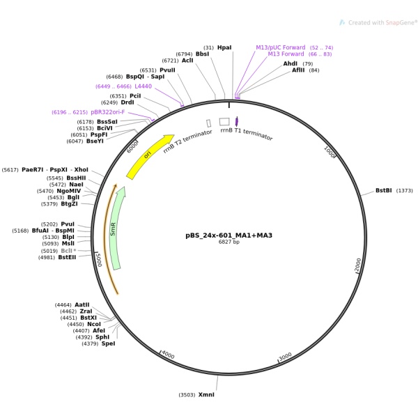 pENTR223-MBOAT7-C696A-T781C人源基因模板质粒