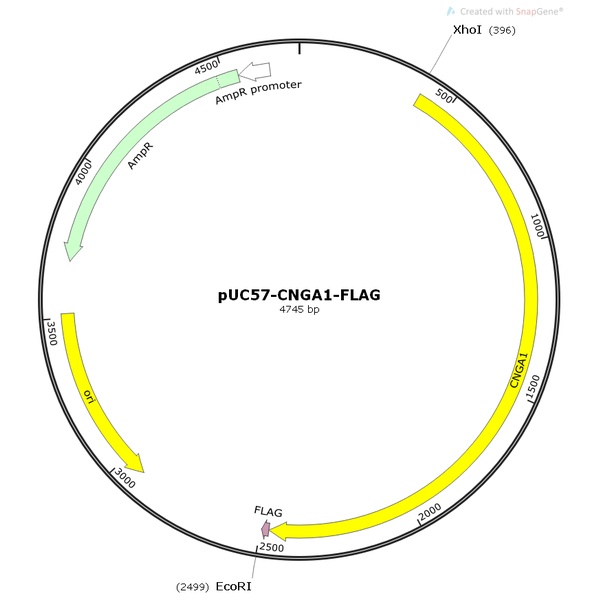 pUC57-CNGA1-FLAG人源基因模板质粒