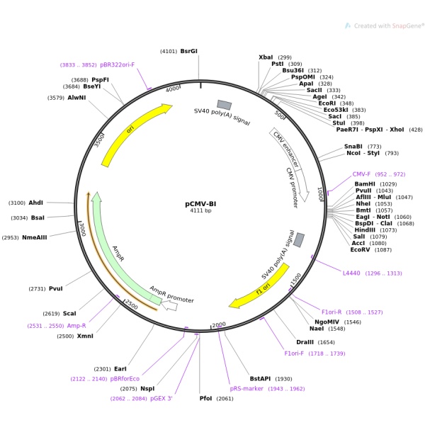 pCMV-RUNX2-m小鼠基因质粒