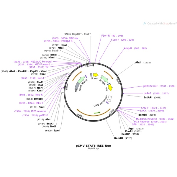 pBluescriptR-PAK5(1同义突变2点突变)人源基因模板质粒