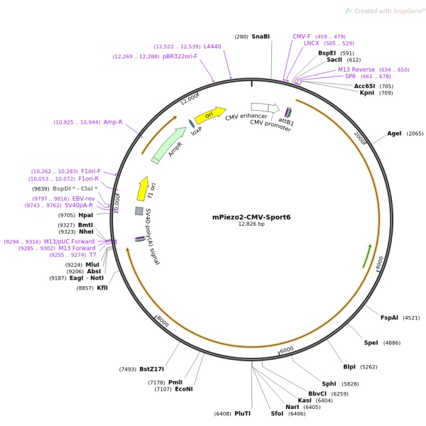 pBluescriptR-ZBTB44(1点突变)人源基因模板质粒