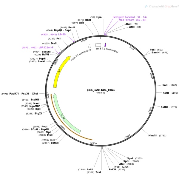 pENTR223-F8人源基因模板质粒