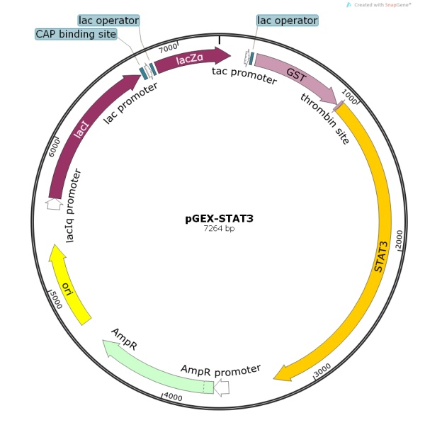 pGEX-STAT3人源基因质粒