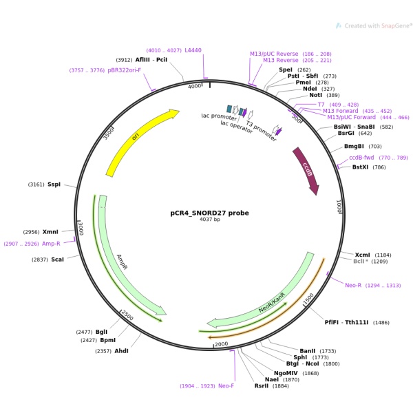 pCR4-TOPO-TBX4(1同义突变1点突变)人源基因模板质粒