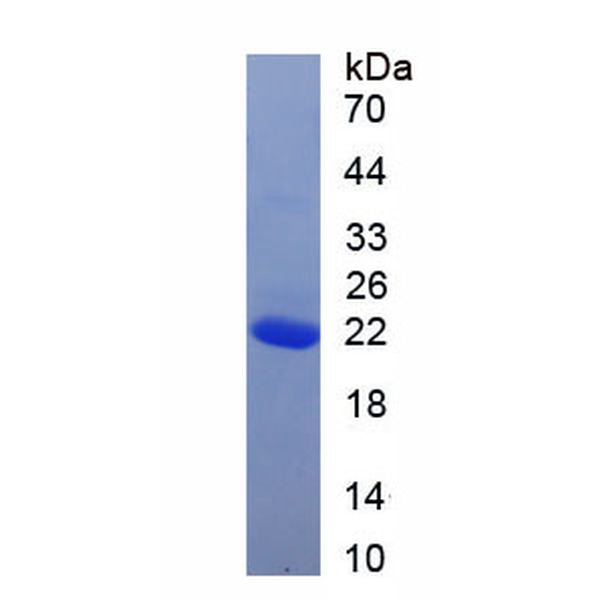 同种异体移植炎症因子1(AIF1)重组蛋白(多属种)