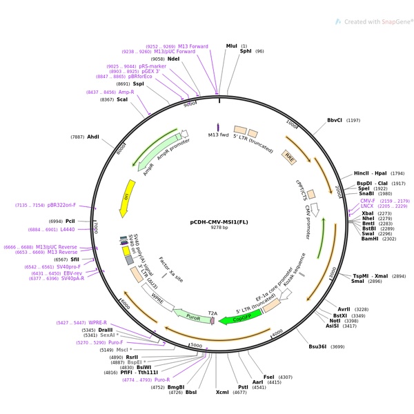 pCDH-NFAT-Luc2-T2A-tdTomato人源基因质粒