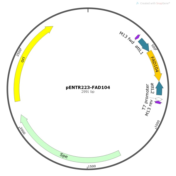 pENTR223-FAD104人源基因模板质粒