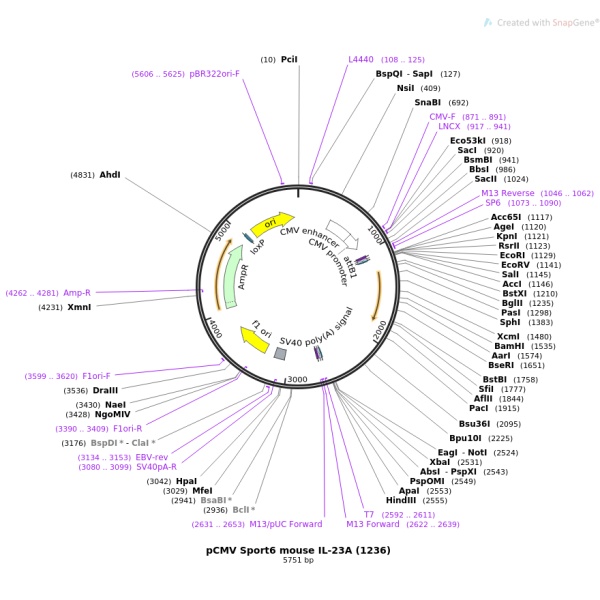 pCMV-SPORT6-RUFY1(同义突变)人源基因模板质粒