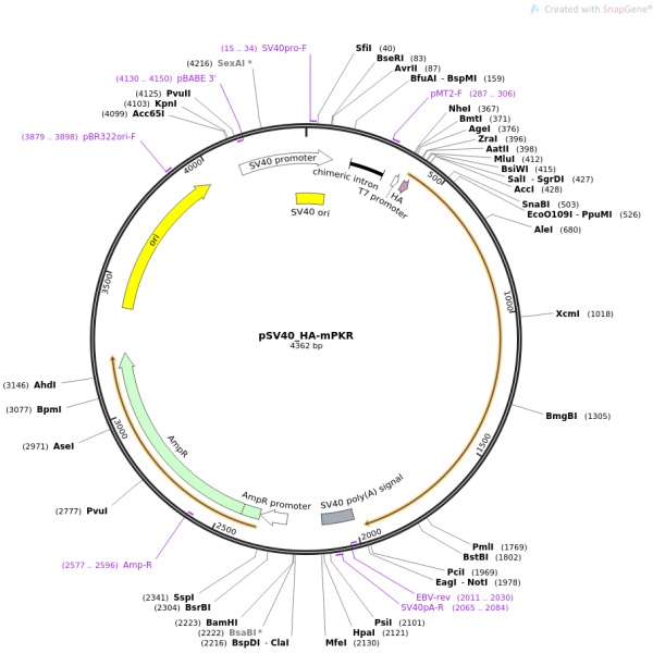 pSV40-Pfkm-m(多了一段)小鼠基因质粒