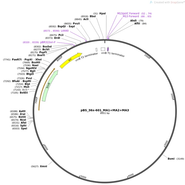 pENTR223-AKAP17A(2点突变)人源基因模板质粒