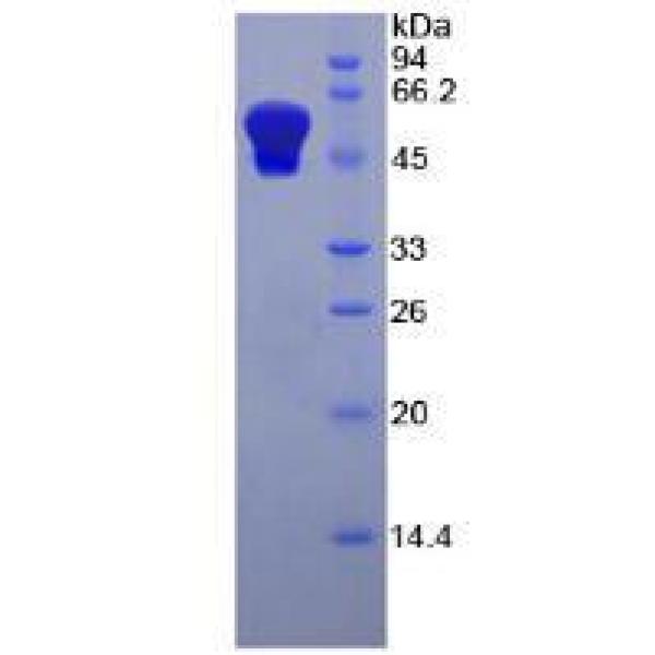 肾损伤分子1(Kim1)重组蛋白(多属种)