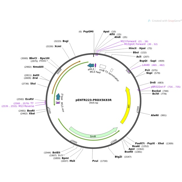 pENTR223-IQUB(1-1119bp)人源基因模板质粒