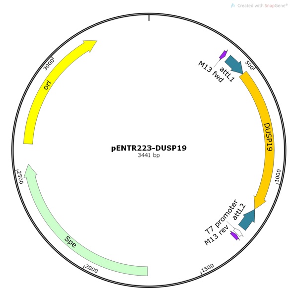 pENTR223-DUSP19人源基因模板质粒