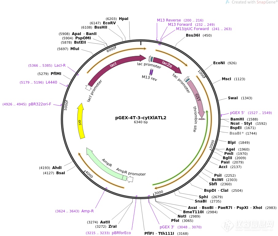 pGEX-4T-SRSF9.png