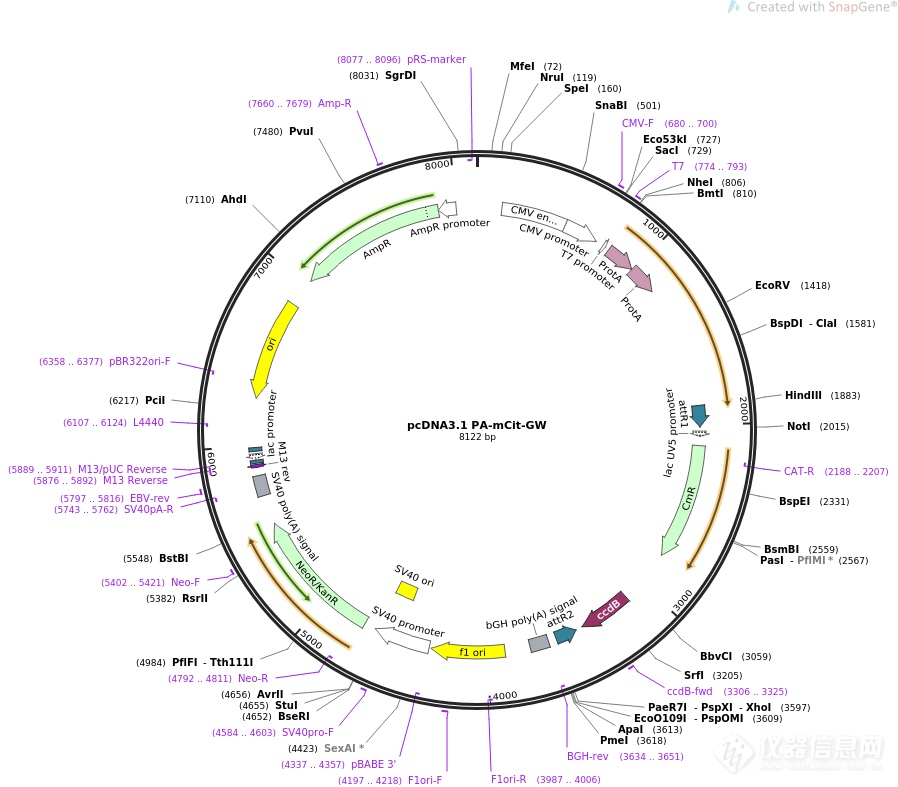 pCDNA3.1-CCR5.png