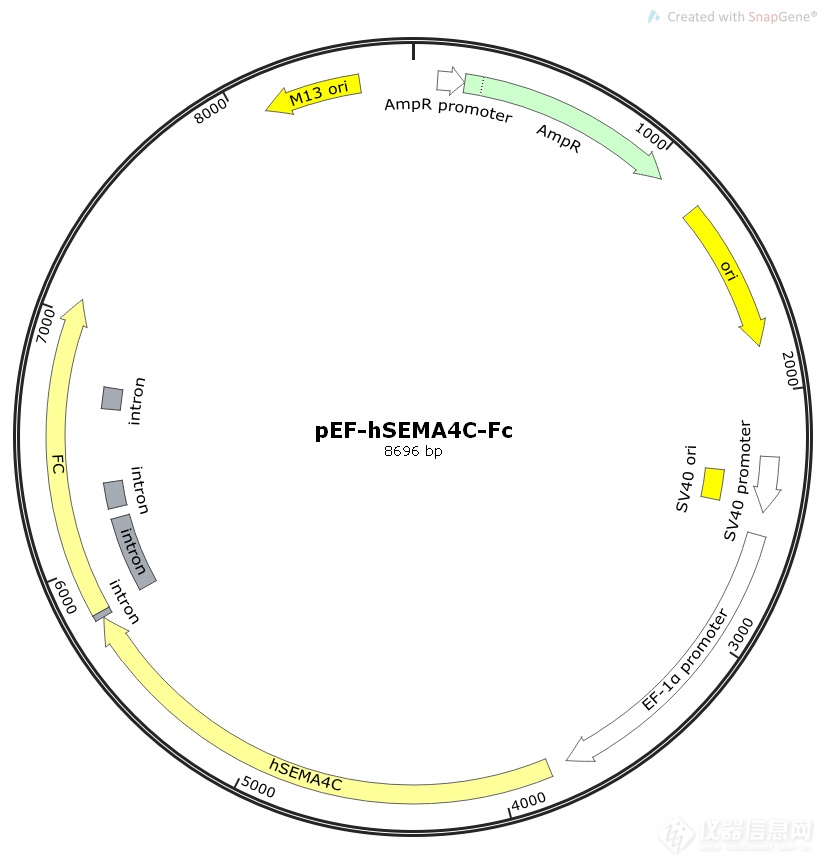 pEF-hSEMA4C-Fc.png