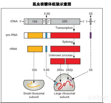 昆虫核糖.png