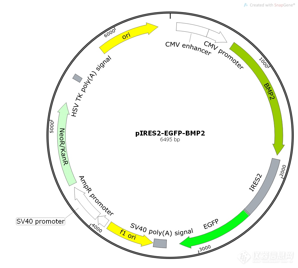 pires2-egfp-bmp2人源基因质粒