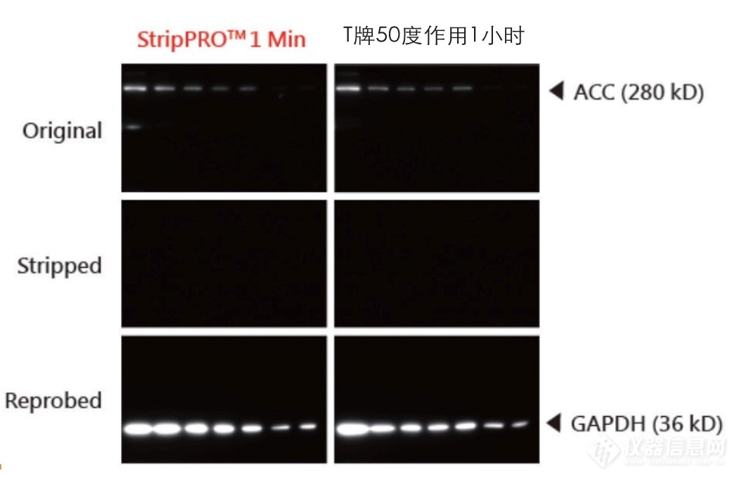 StripPRO-2.jpg