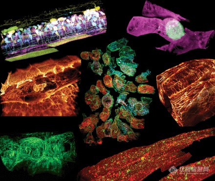 眼见为实|细胞显微学成像技术最新进展盘点