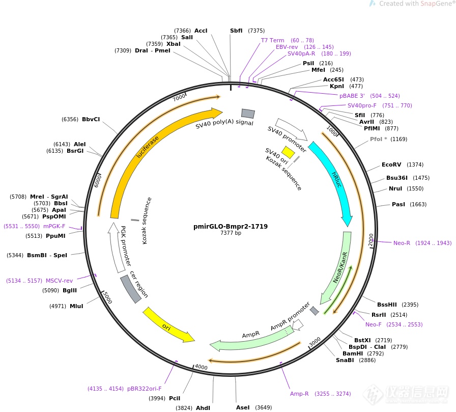 pmirGLO-ATP5I.png