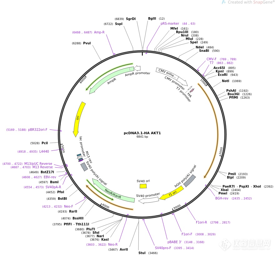 pCDNA3.1-3×HA-IKKI.png