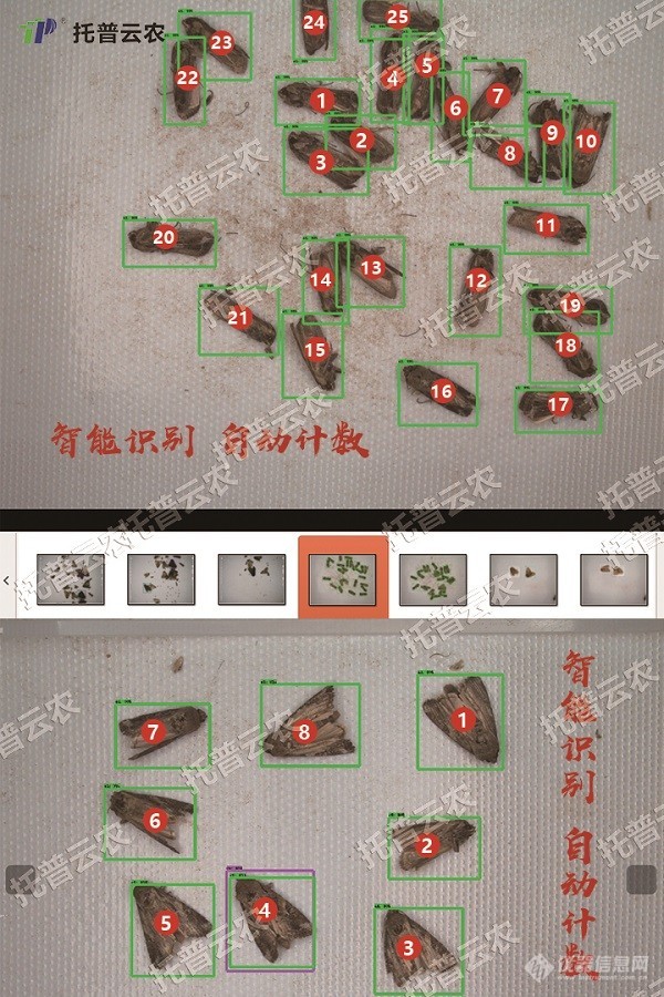 托普云农朱旭华：草地贪夜蛾不是终点，而是单个需求