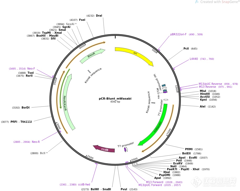 pCR-Blunt II-TOPO-CASP14.png