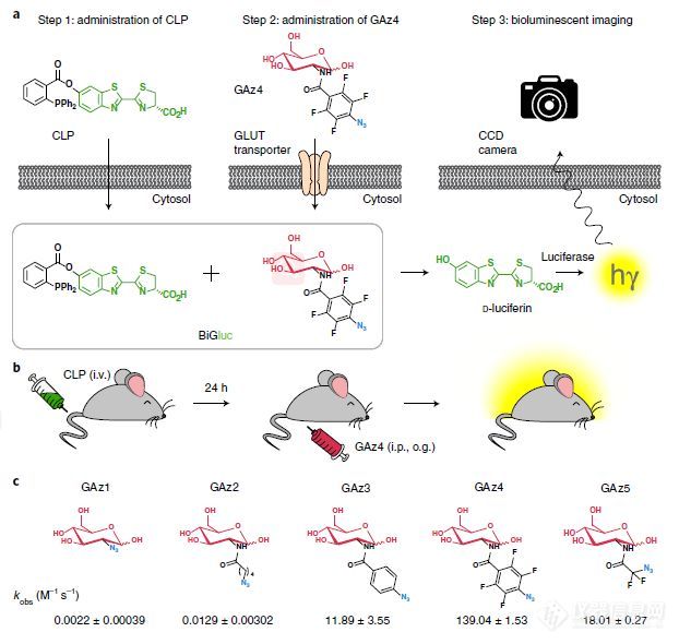 IVIS 视角 | 使用生物发光成像实时监测体内葡萄糖摄取