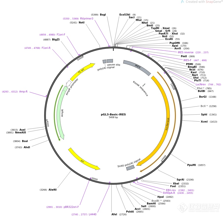 pGL3-Basic-MEF2C.png