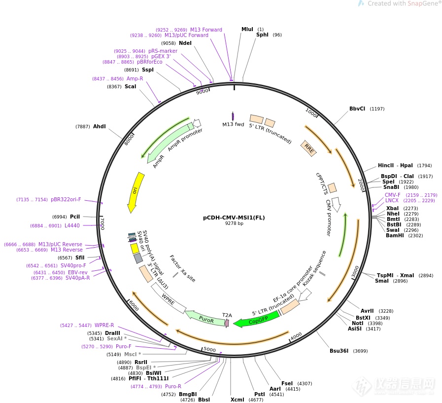 pCDH-NFAT-Luc2-T2A-tdTomato.png