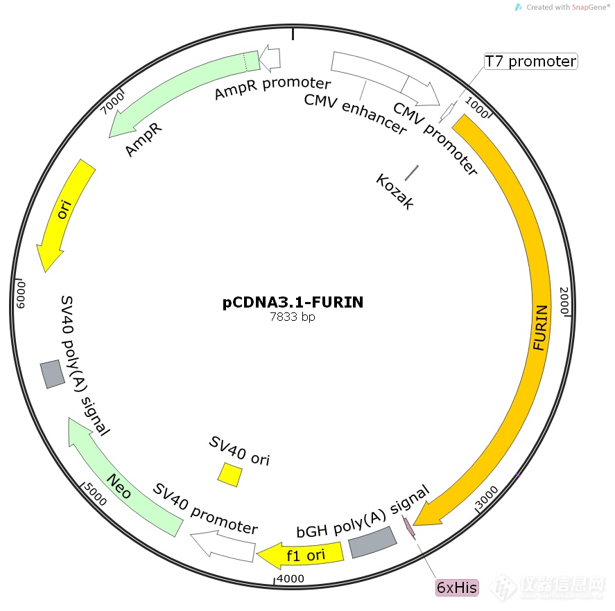 pcdna31furin1同义突变人源基因质粒