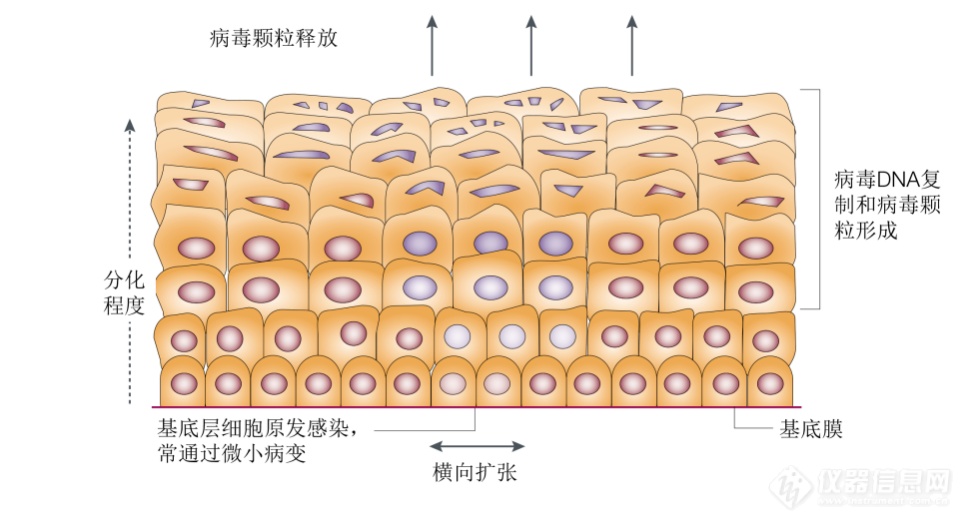 9价HPV疫苗优于2价？别迷信 看数据