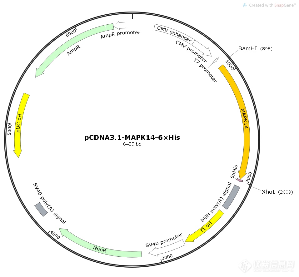 pCDNA3.1-MAPK14-6.png