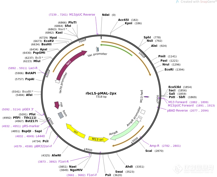 pMal-p2X-FDH1.png