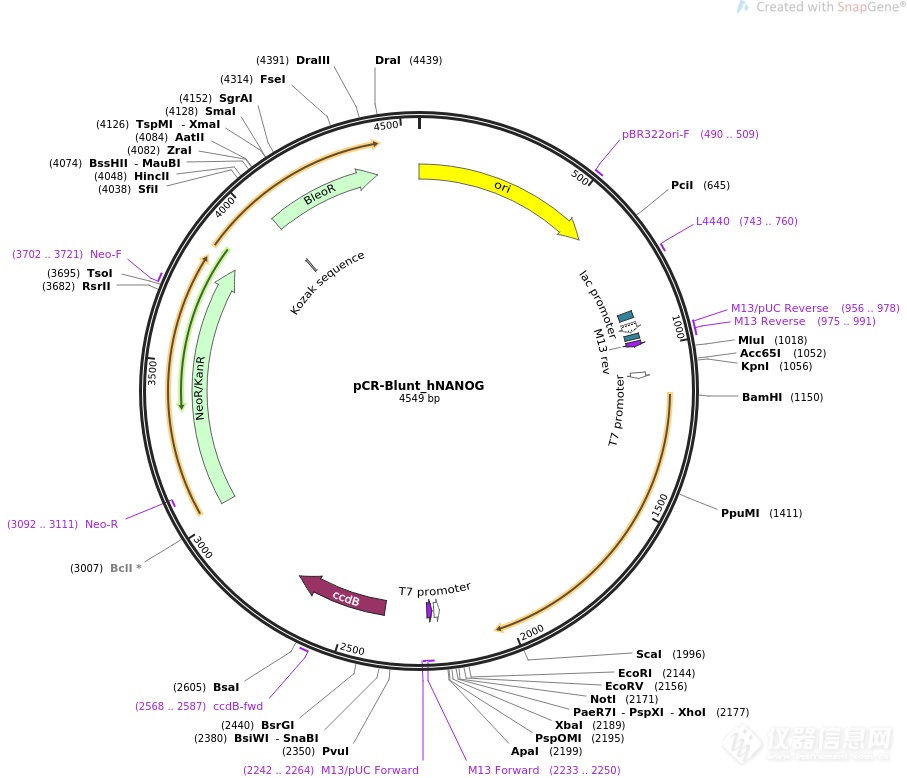 pCR-Blunt II-TOPO-MYRIP.png