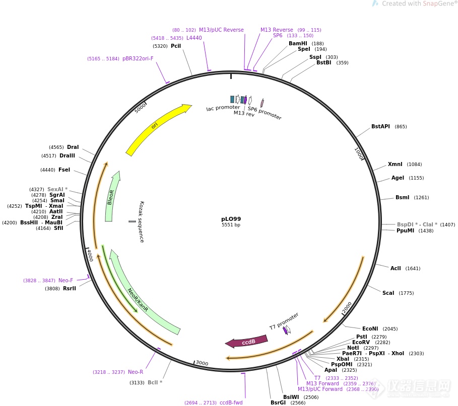 pCR-BluntII-TOPO-UBE3B.png