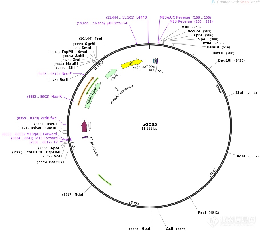 pCR-XL-TOPO-SLC22A3.png