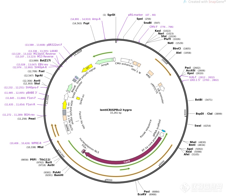 LentiCRISPRV2-SQSTM1sgRNA2.png