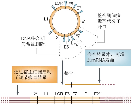 三类HPV疫苗详解来啦！ 理性选择防假货