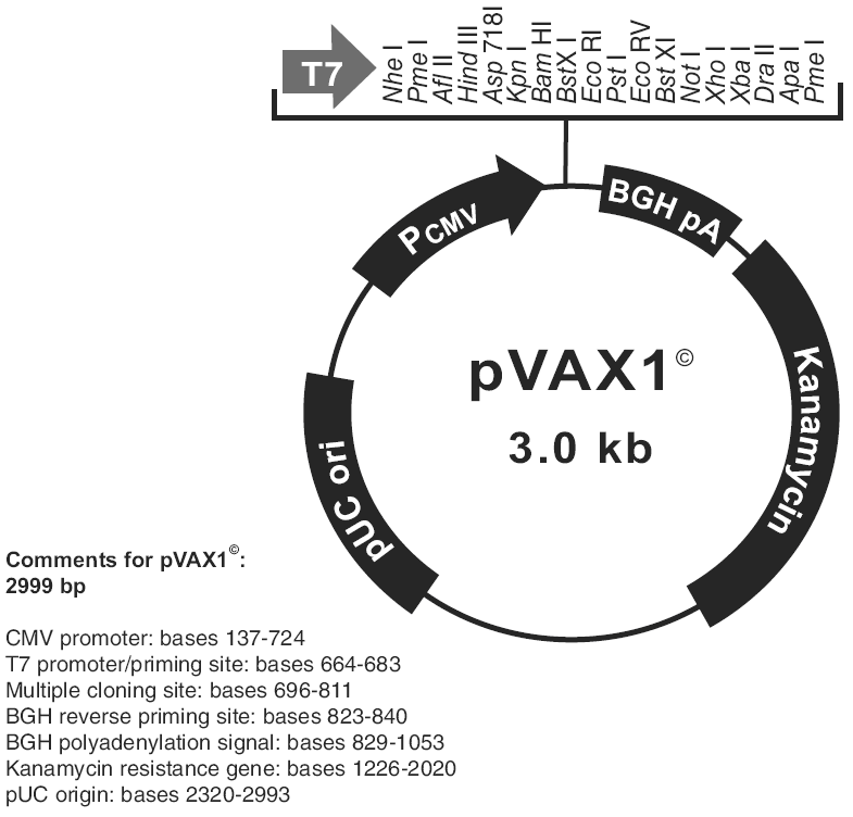 pVAX1.gif