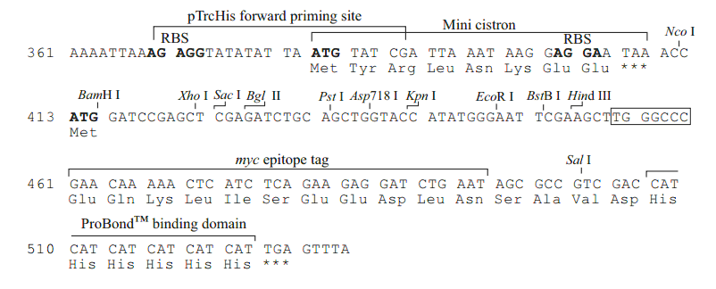 pTrcHis2A1.gif