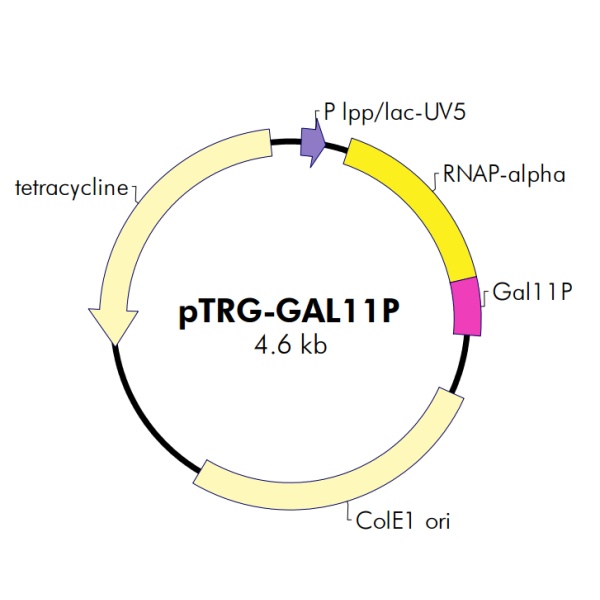 pTRG-GAL11P酵母双杂交质粒